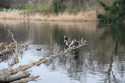 DSC_6918 (Large).JPG